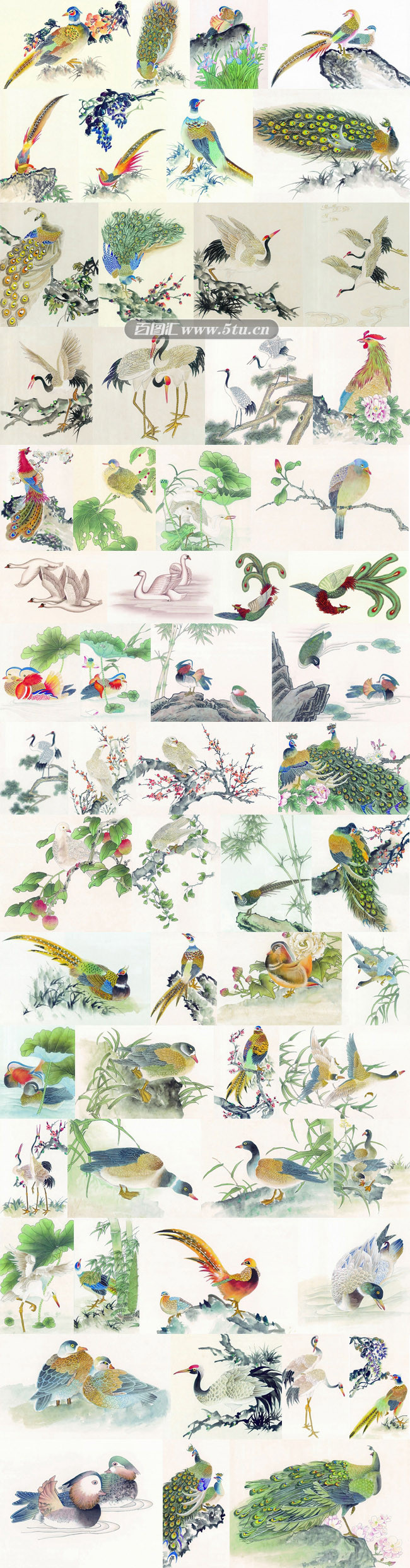吉祥鸟类.jpg