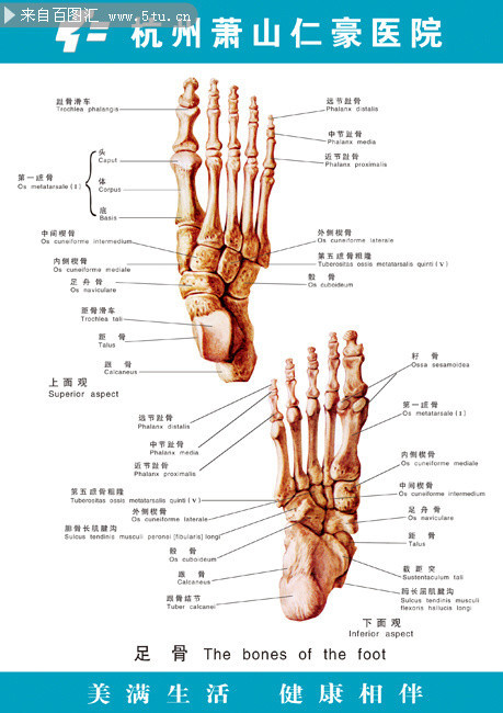 人体科室挂图足骨