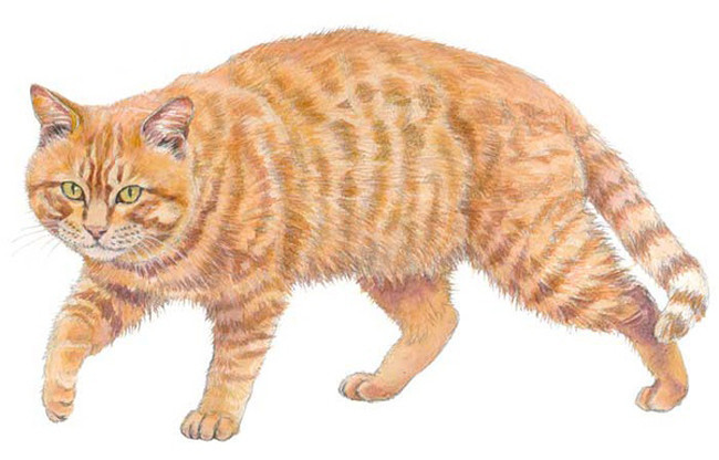 猫咪.jpg