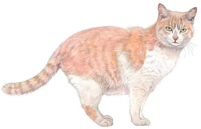 猫.jpg