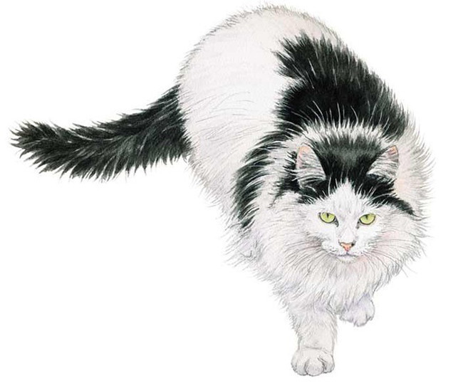动物猫.jpg