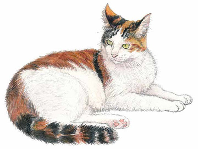 家猫.jpg