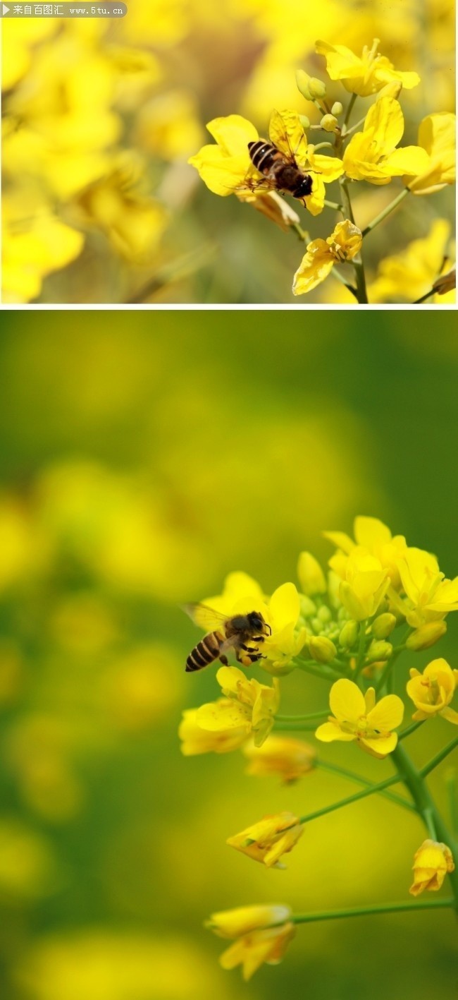 油菜花和蜜蜂