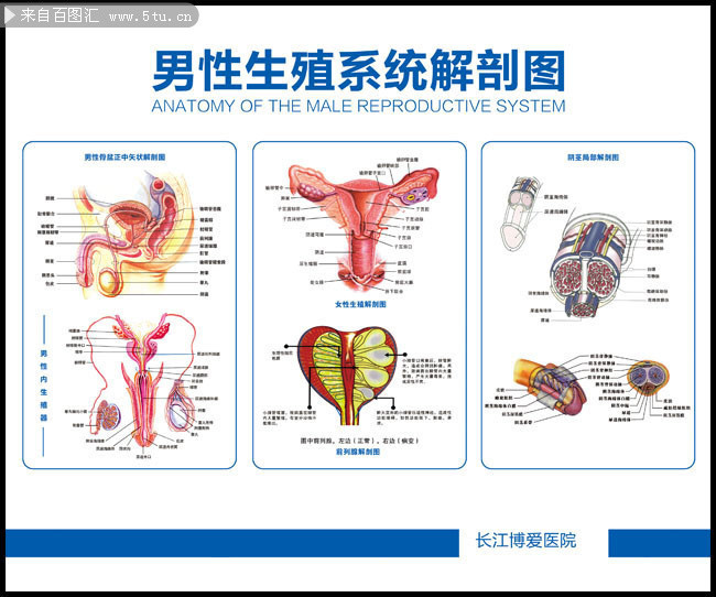 男性生殖系统解剖图