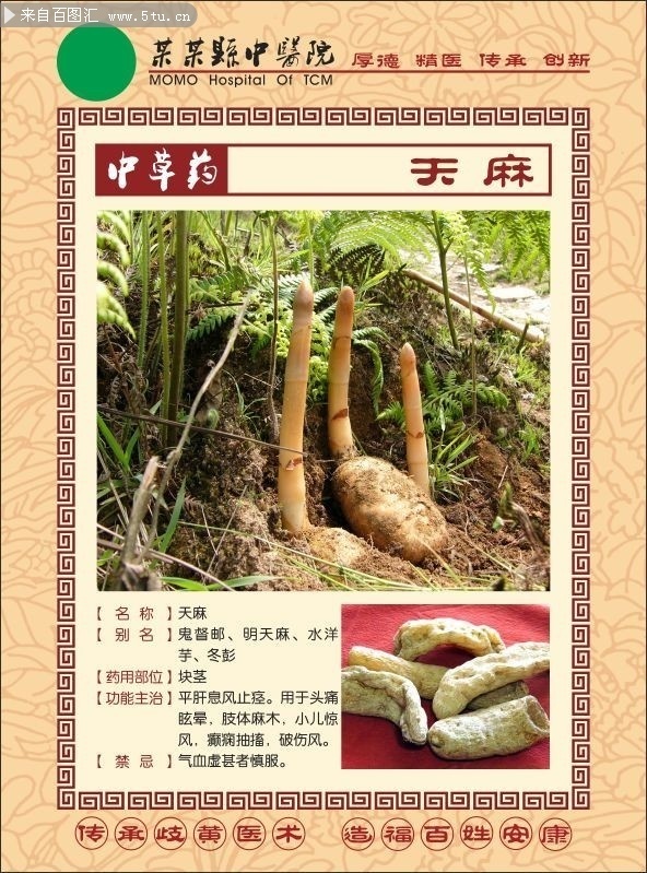 中草药天麻知识图片素材