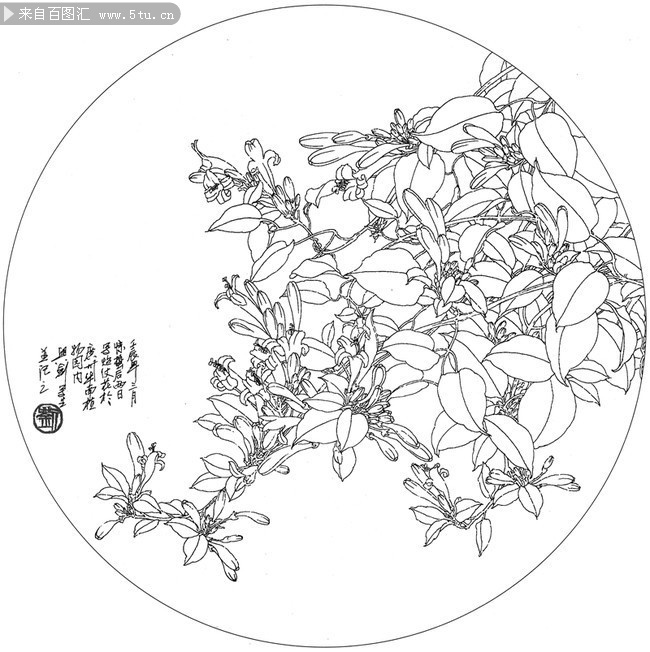 线描工笔炮仗花工笔画图片