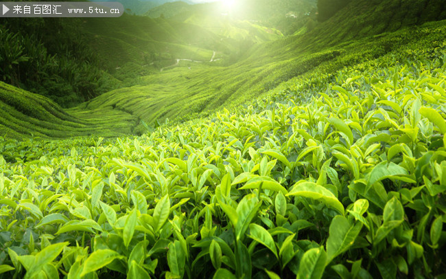 绿色茶园风景图片