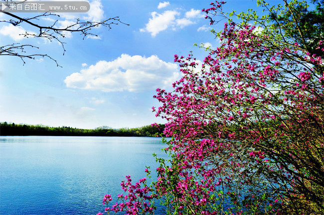 唯美杜鹃花风景图片