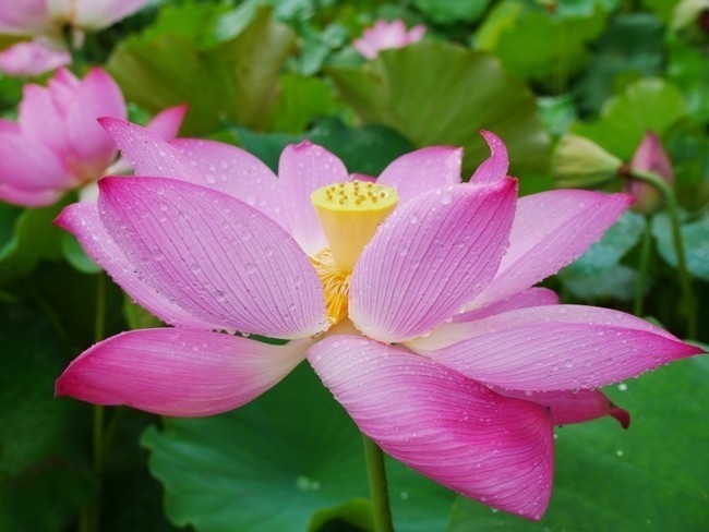 唯美荷花摄影高清图