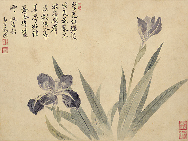 恽寿平花卉鸢尾花高清古画