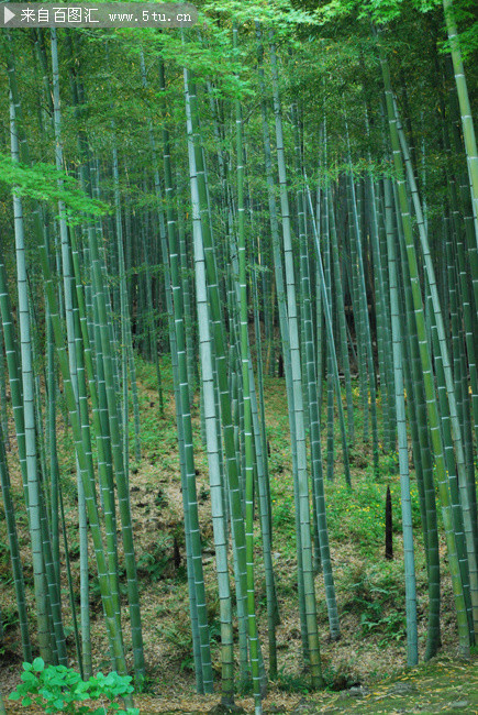 竹林高清圖片