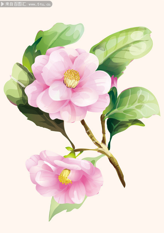 山茶花油画图片