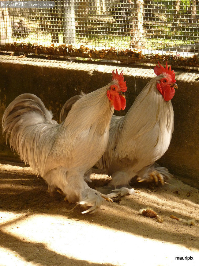 公鸡图片