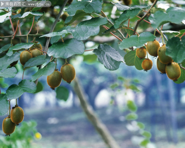猕猴桃素材图片下载