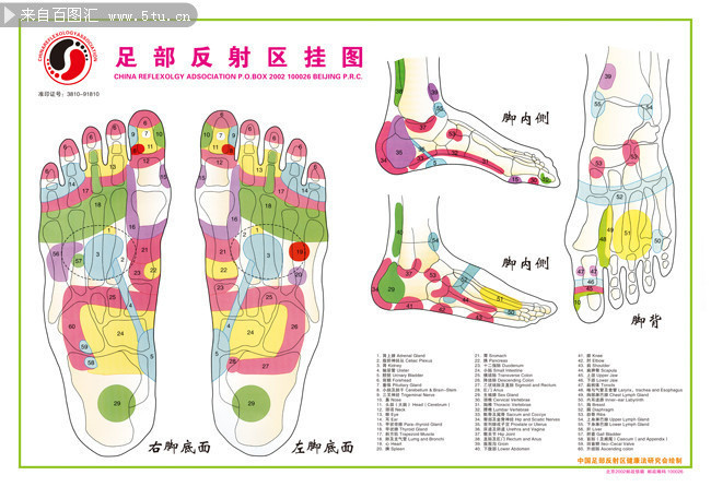 足部反射區掛圖