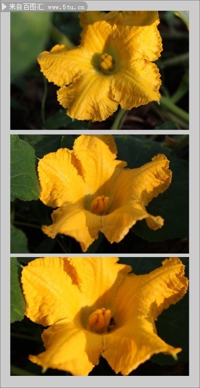 南瓜花图片素材