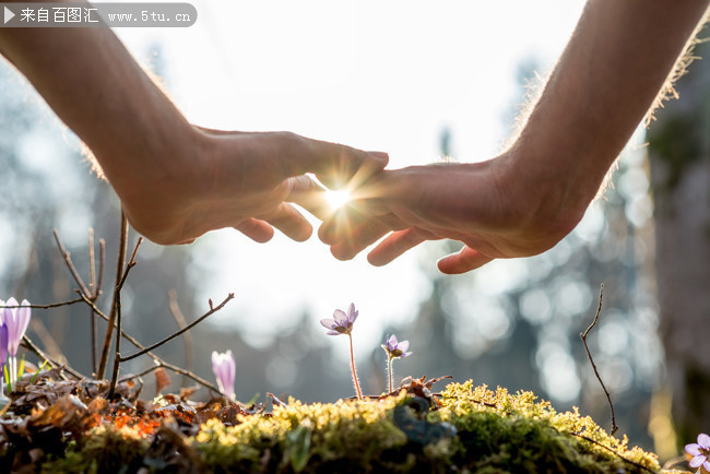 双手呵护的幼苗