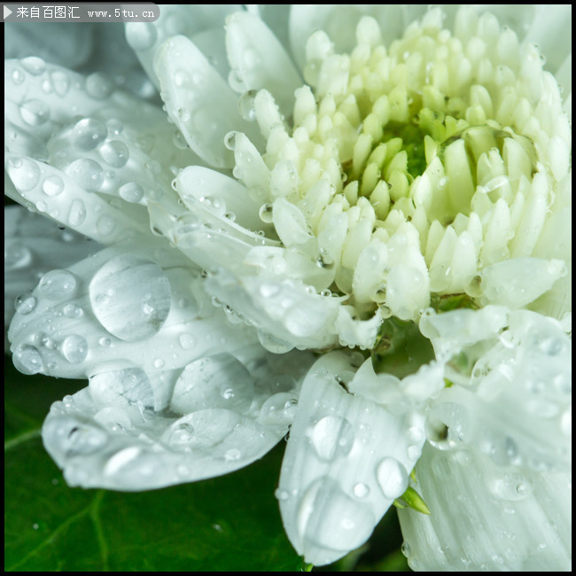 白色花朵上的水珠