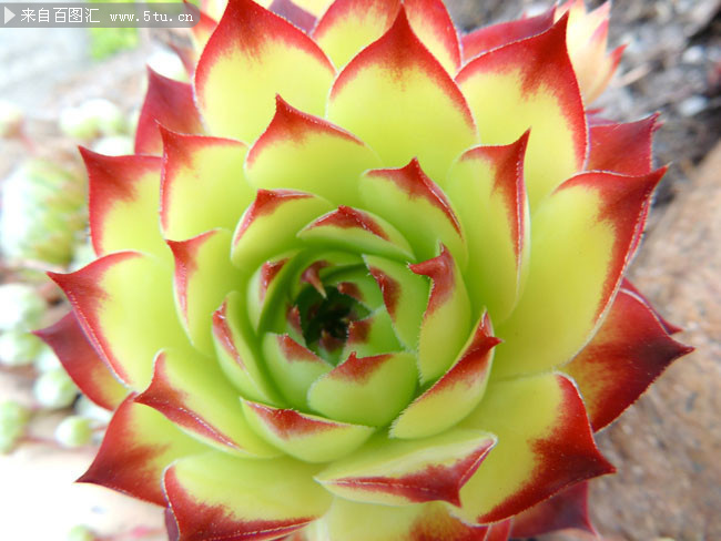 盛开的龙舍兰高清图片素材