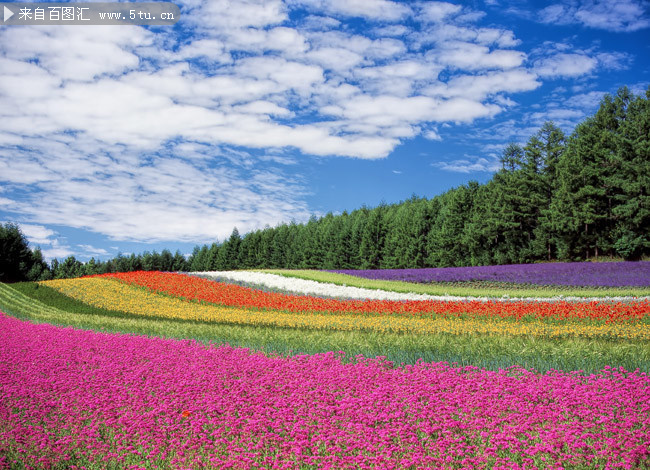 花海風景攝影圖片素材