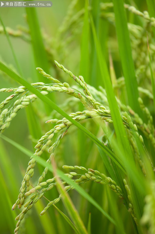 绿色水稻特写摄影高清图片素材