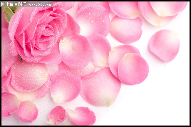 粉色玫瑰花花瓣图片素材