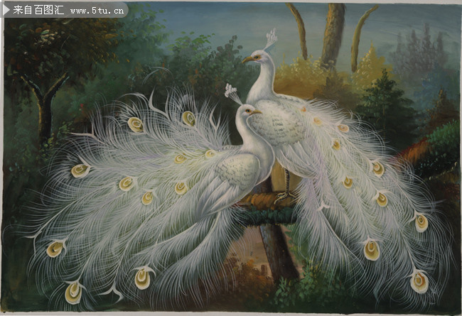 白孔雀油画装饰图片素材