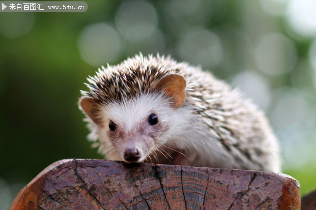 可爱小刺猬动物图片素材