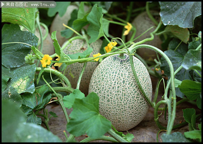 哈密瓜种植摄影图片