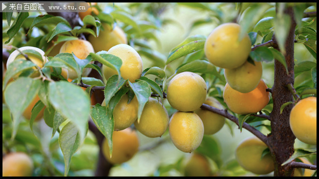 李子树上的李子高清图片素材