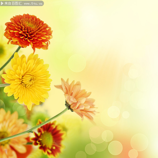 高清菊花模糊背景图片-高清图片-百图汇设计素材