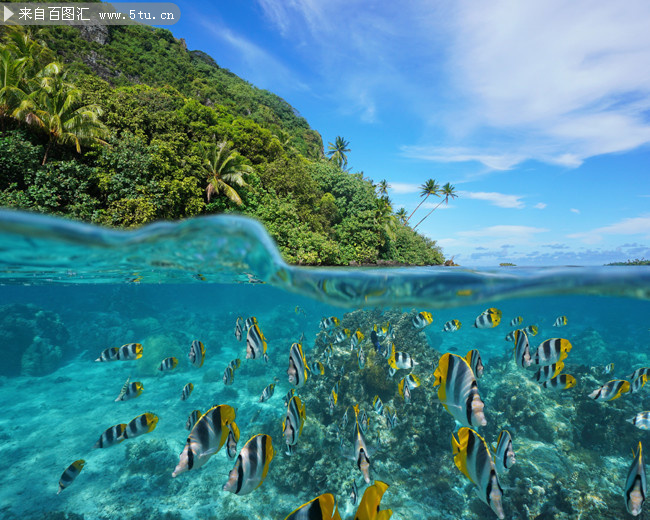 海島和海魚高清圖片素材