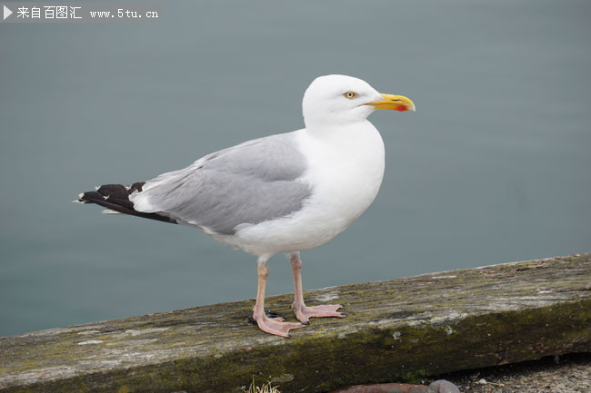 海鷗水鳥高清圖片素材