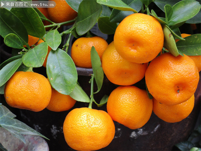 新鲜桔子高清图片素材