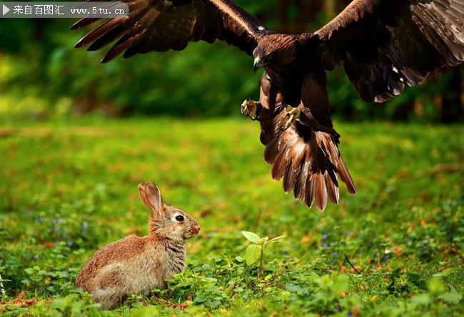 老鹰猎食兔子动物图片