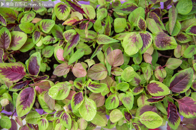 红苋菜蔬菜高清图片