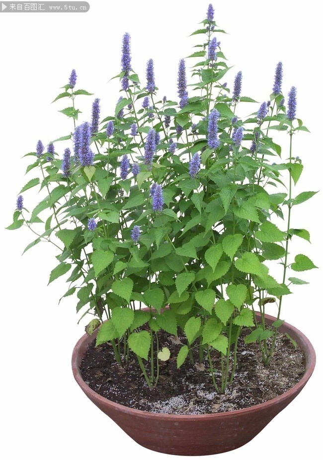 茴藿香盆栽植物图片下载