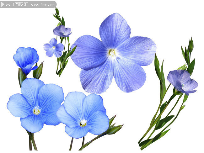 手绘蓝色花朵图片素材