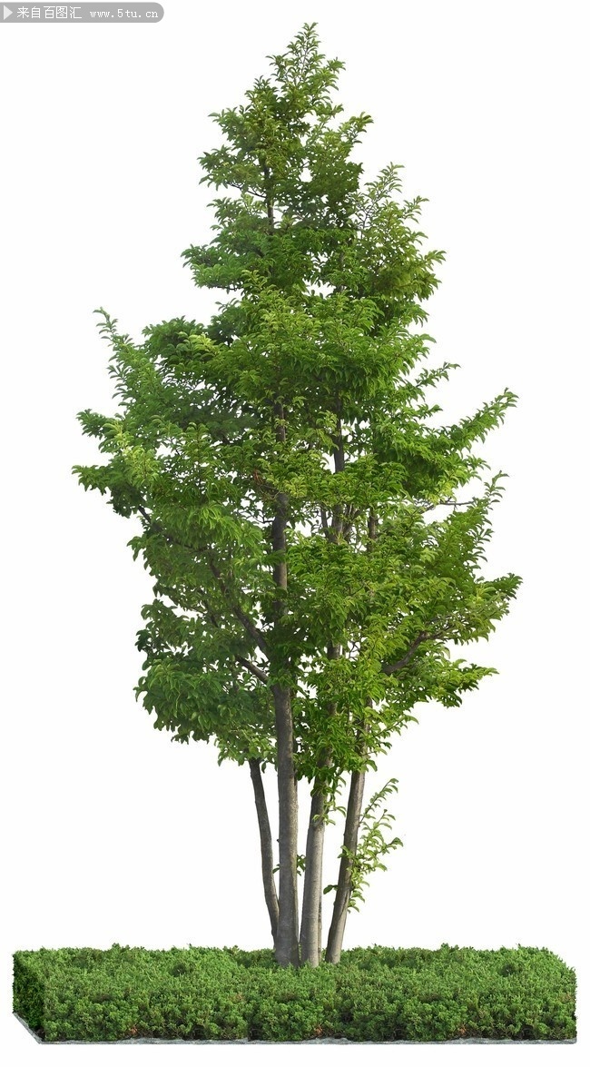 铁冬青植物景观图片素材