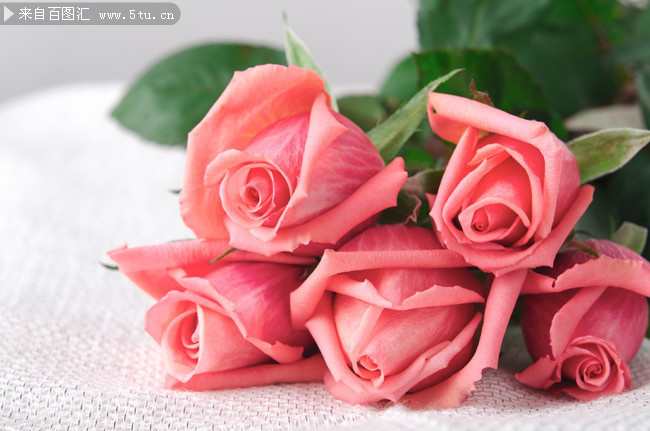 粉色玫瑰花花束高清图片