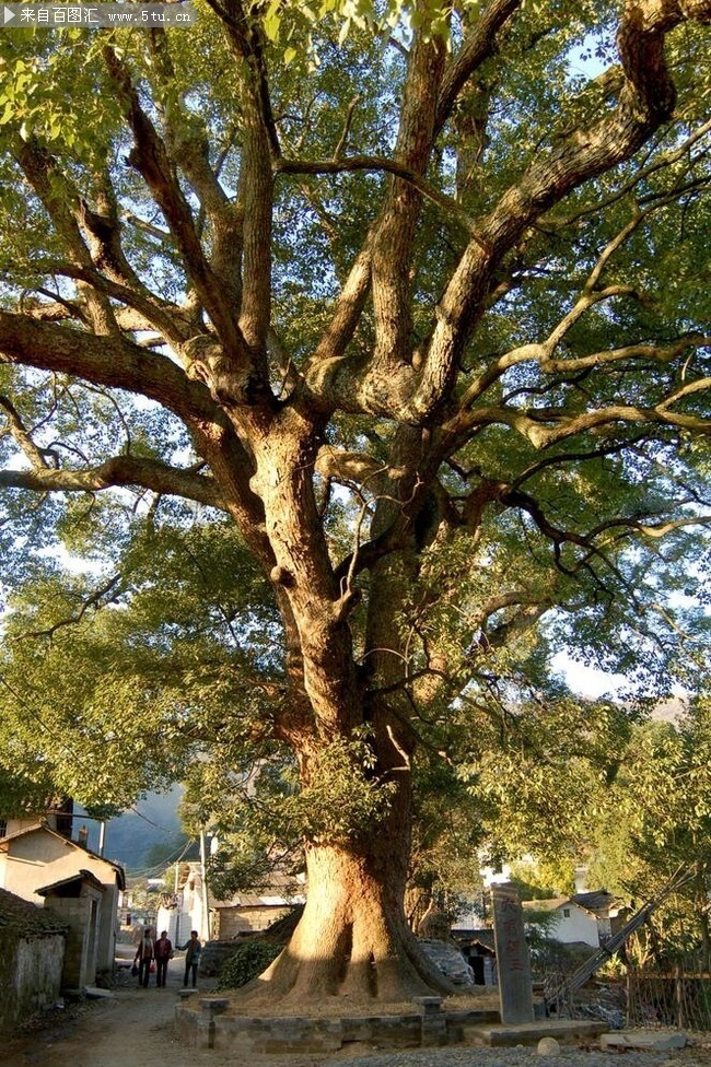 大演古樟图片下载