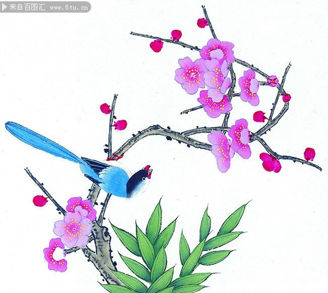 梅花花鸟工笔图片