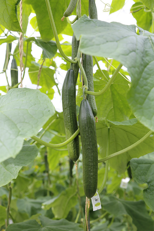 菜园里的青瓜蔬菜图片
