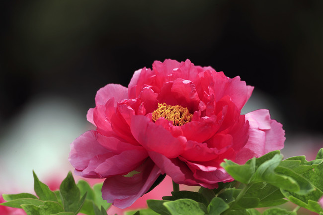 胡红牡丹图片素材