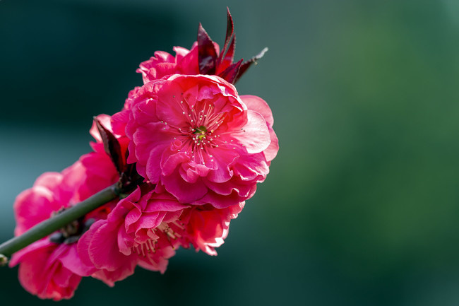 红桃花照片-原创设计素材交易-百图汇设计素材