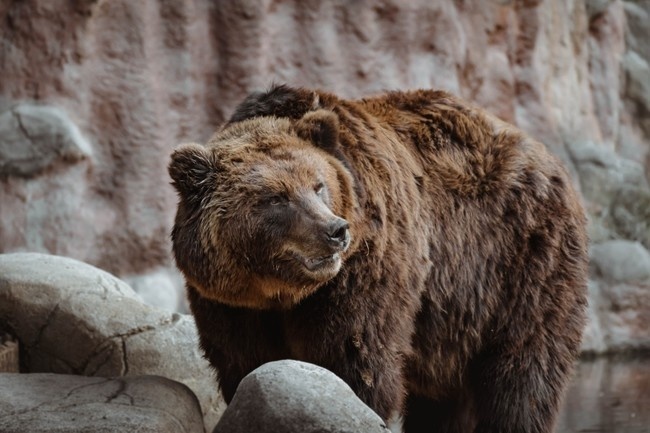 棕熊野生動物攝影圖片