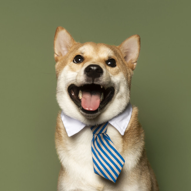 可爱狗狗宠物摄影图片