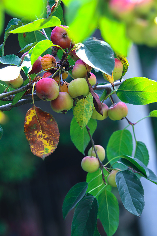 沙果图片素材-原创设计素材交易-百图汇设计素材