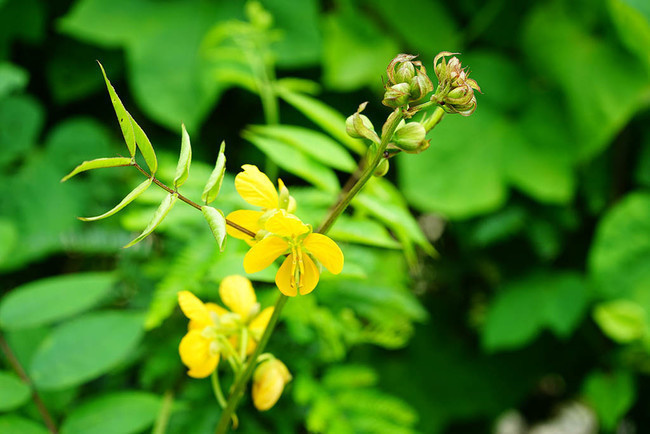 望江南中药图片素材