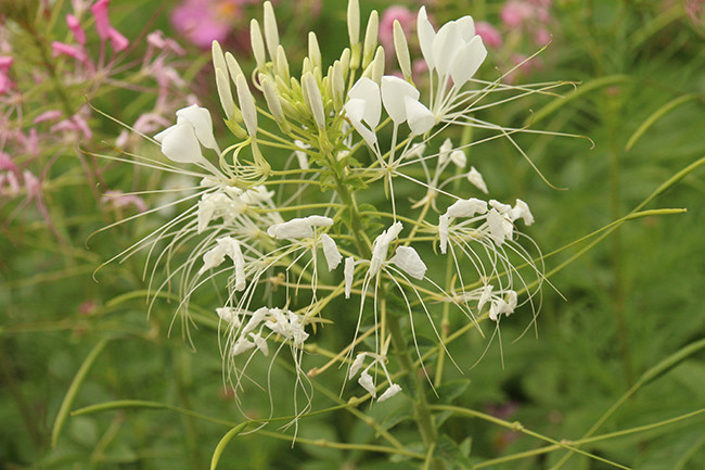 白色蝶醉花摄影图片